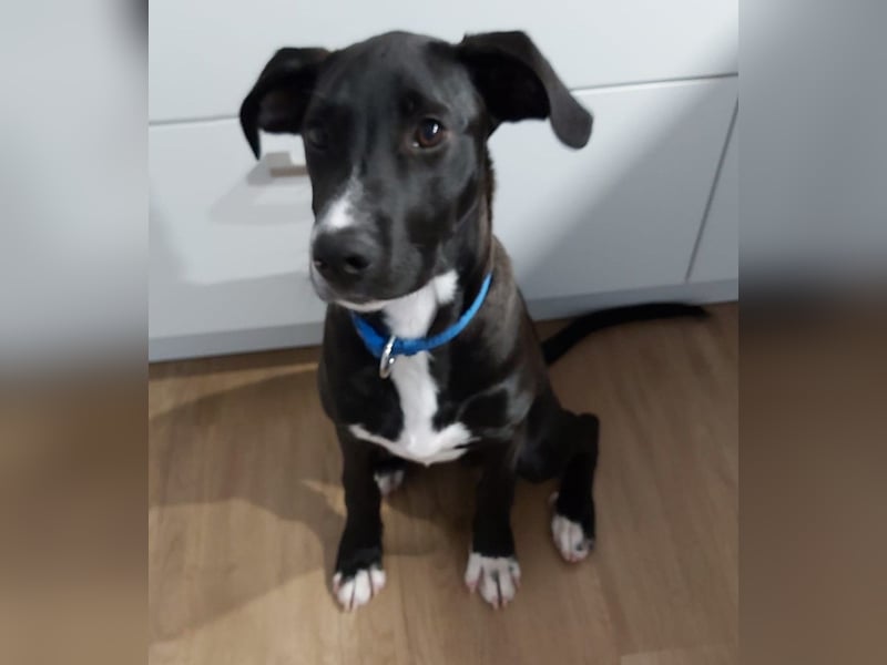 Tuxedo wartet auf sein Für-Immer-Zuhause