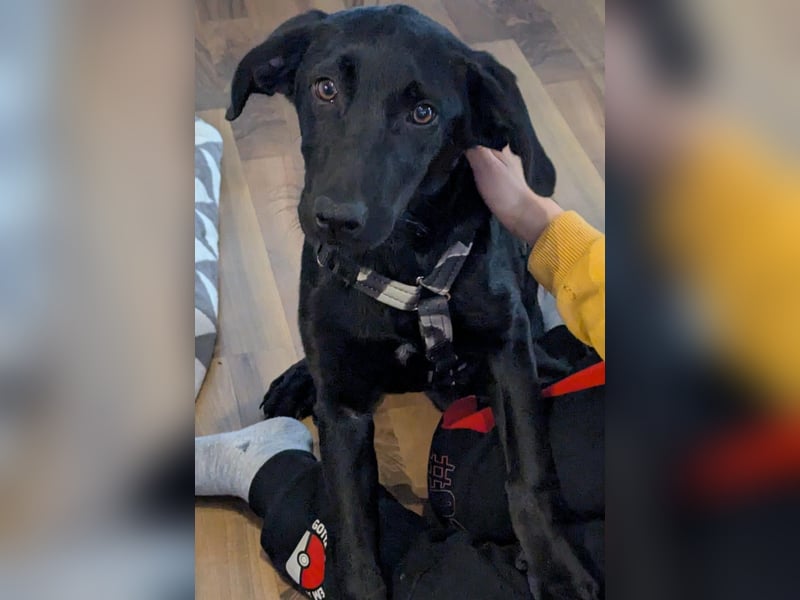 Twinki wartet auf sein Für-Immer-Zuhause