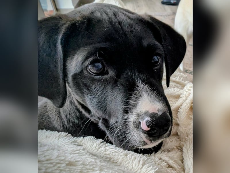 TUXEDO sucht sein Für-Immer-Zuhause