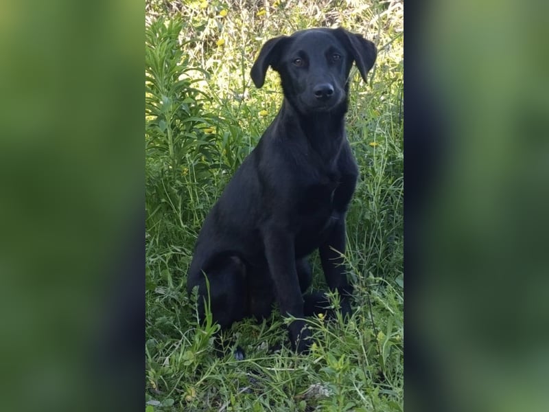 CHITA - schwarze Schönheit sucht ihr neues Körbchen