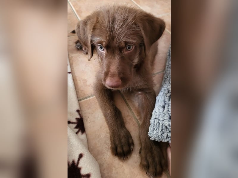 Süßer Winnie sucht Familie fürs Leben