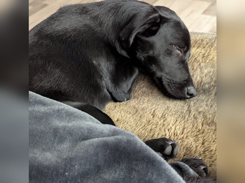 Twinki wartet auf sein Für-Immer-Zuhause