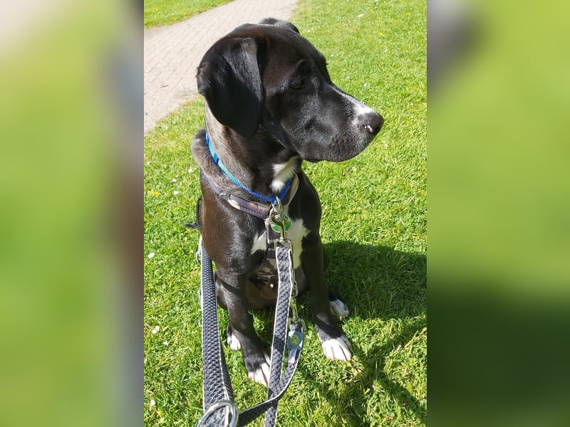Tuxedo wartet auf sein Für-Immer-Zuhause