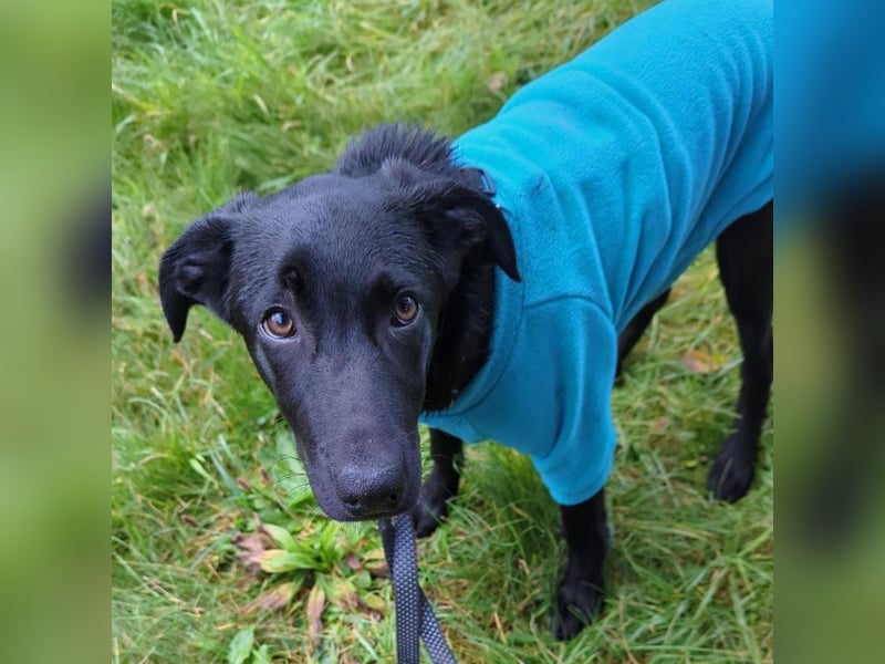 Twinki wartet auf sein Für-Immer-Zuhause