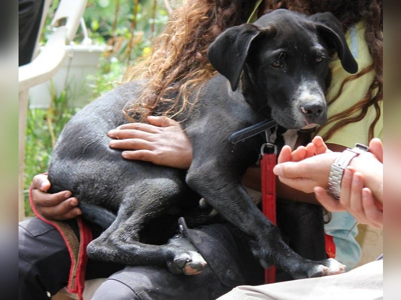 TUXEDO sucht sein Für-Immer-Zuhause