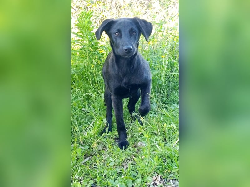 CHITA - schwarze Schönheit sucht ihr neues Körbchen