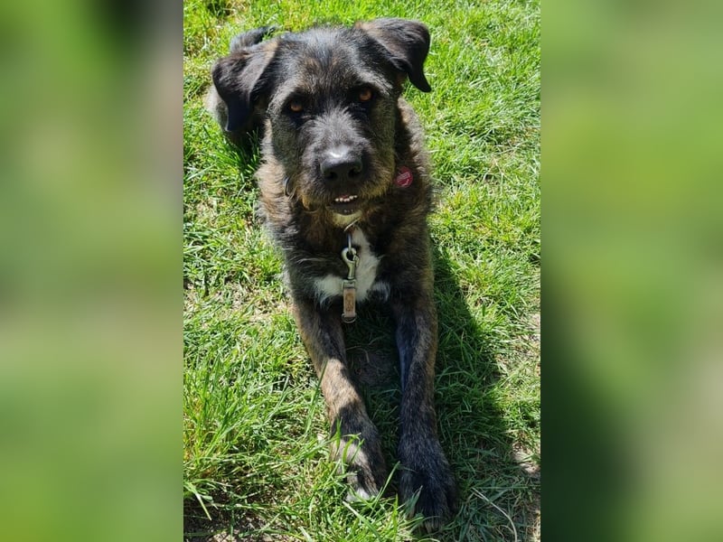 Duke sucht sein Für-immer-Zuhause