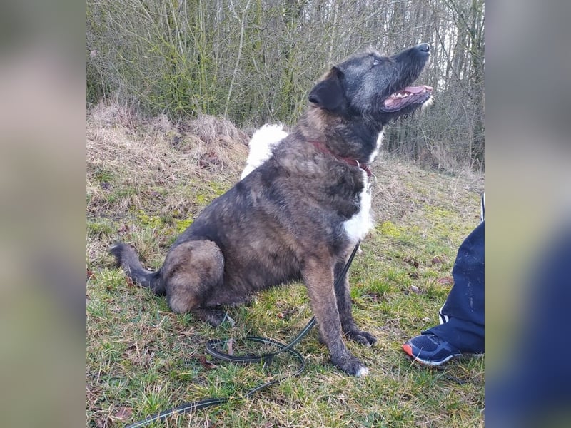 Duke sucht sein Für-immer-Zuhause