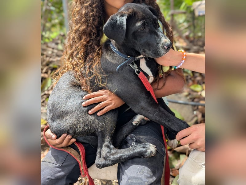 TUXEDO sucht sein Für-Immer-Zuhause
