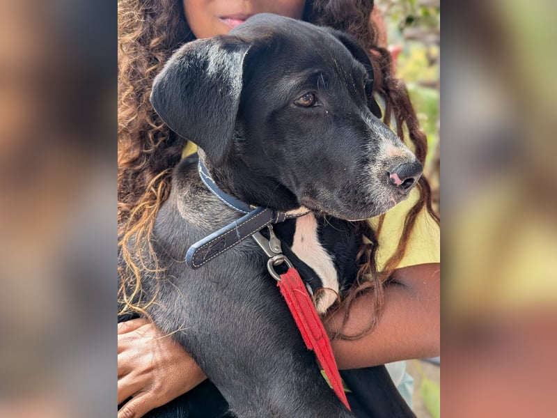 TUXEDO sucht sein Für-Immer-Zuhause