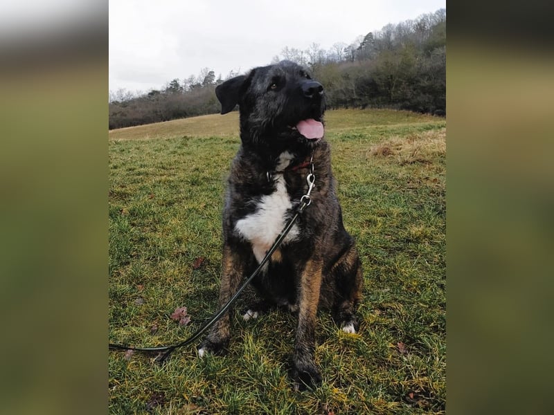 Duke sucht sein Für-immer-Zuhause