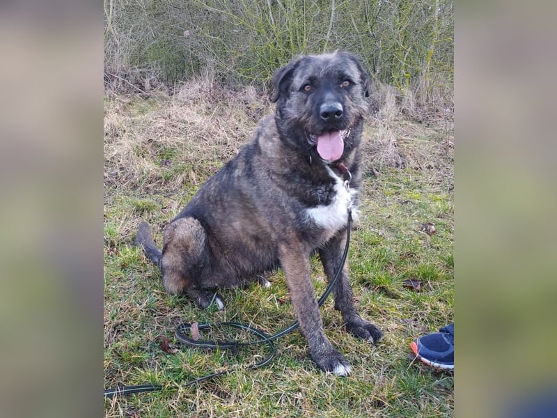 Duke sucht sein Für-immer-Zuhause