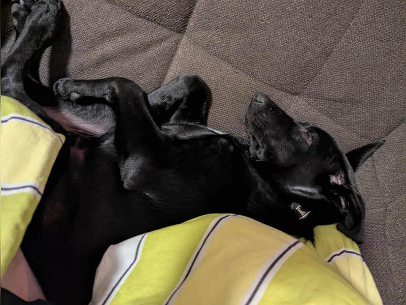 Twinki wartet auf sein Für-Immer-Zuhause