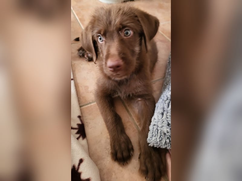 Süßer Winnie sucht Familie fürs Leben