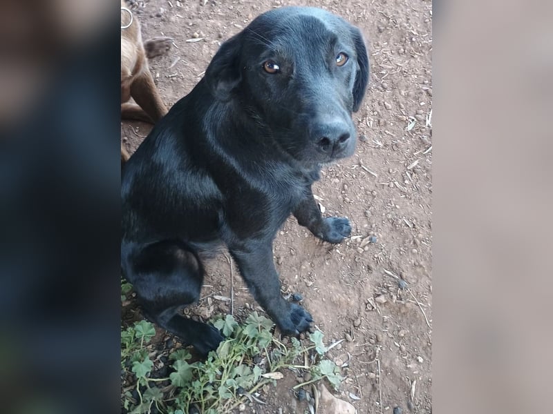 CHITA - schwarze Schönheit sucht ihr neues Körbchen