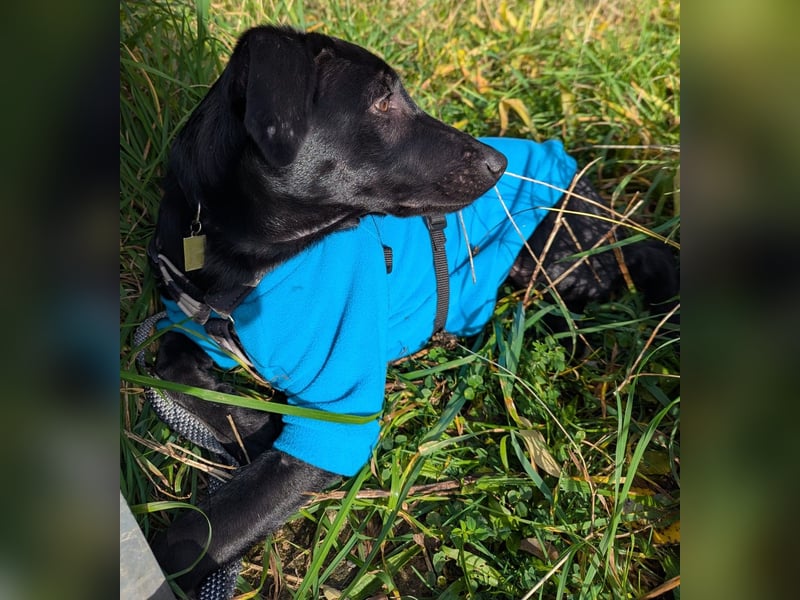 Twinki wartet auf sein Für-Immer-Zuhause