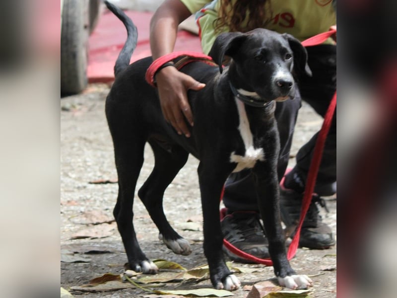 TUXEDO sucht sein Für-Immer-Zuhause
