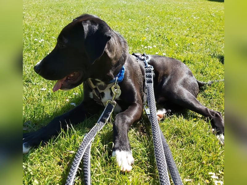 Tuxedo wartet auf sein Für-Immer-Zuhause