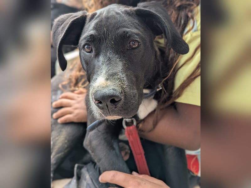 TUXEDO sucht sein Für-Immer-Zuhause