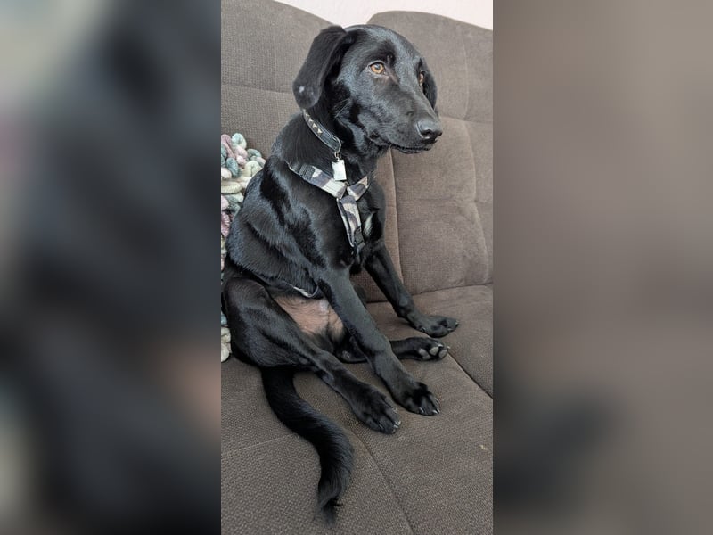 Twinki wartet auf sein Für-Immer-Zuhause