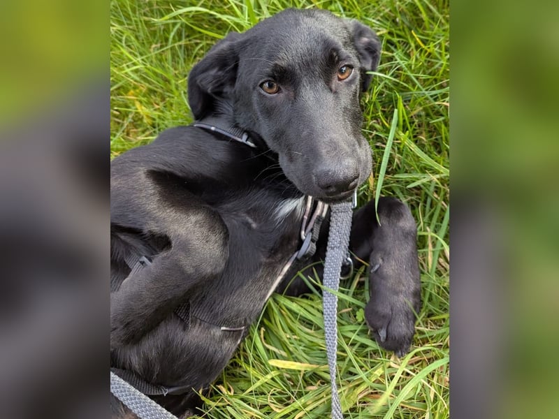 Twinki wartet auf sein Für-Immer-Zuhause