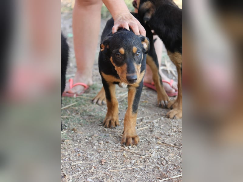 LOKI bringt das Feuer in Dein Leben!