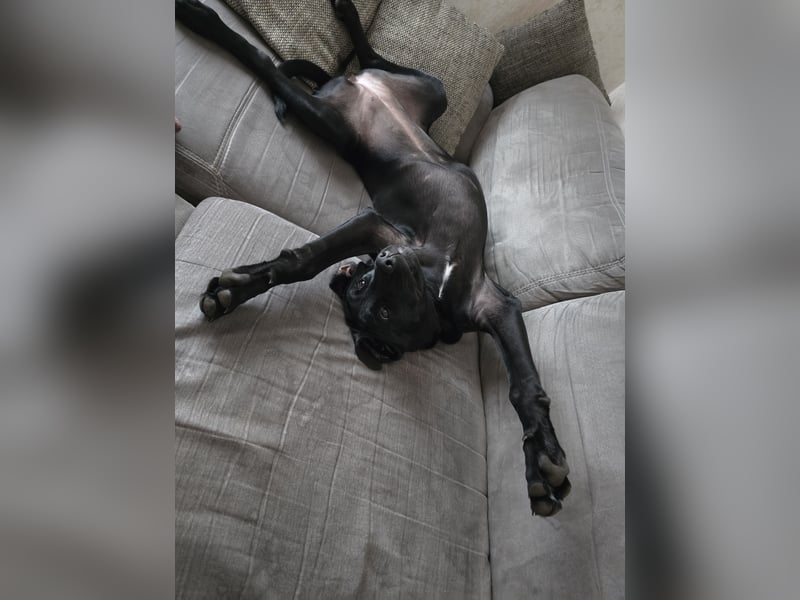 Labrador Mix Hündin abzugeben