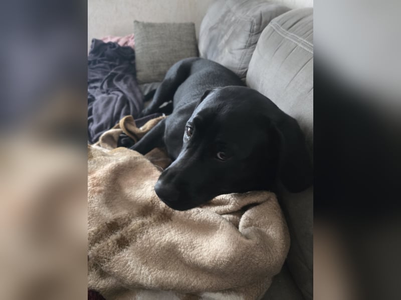 Labrador Mix Hündin abzugeben