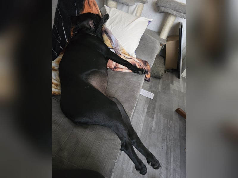 Labrador Mix Hündin abzugeben