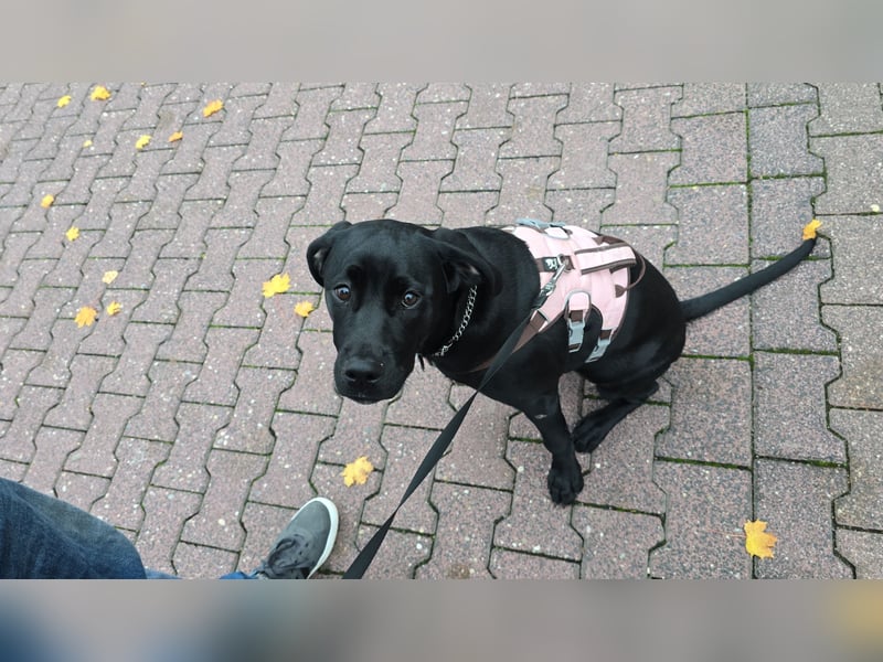 Labrador Mix Hündin abzugeben