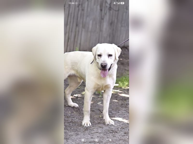 Unser besonderer  Labrador Willy sucht sein Zuhause.