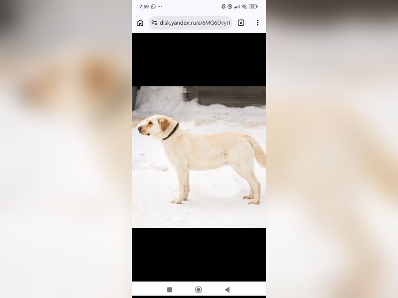 Leona sucht ihr Für -immer -Zuhause ❤️❤️❤️