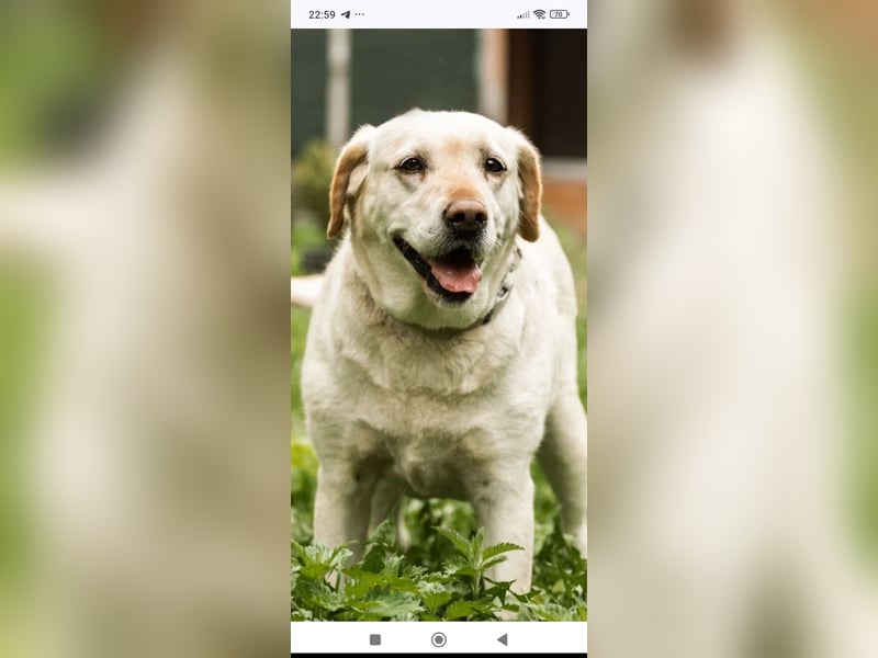 Luna-Labrador Mischling sucht ihr Für -immer -Zuhause ❤️❤️❤️