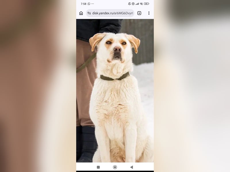 Leona sucht ihr Für -immer -Zuhause ❤️❤️❤️