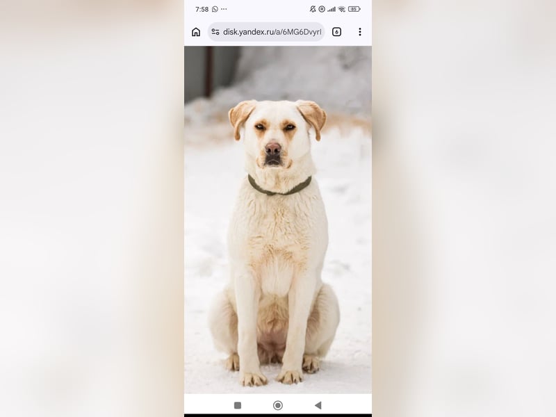 Leona sucht ihr Für -immer -Zuhause ❤️❤️❤️