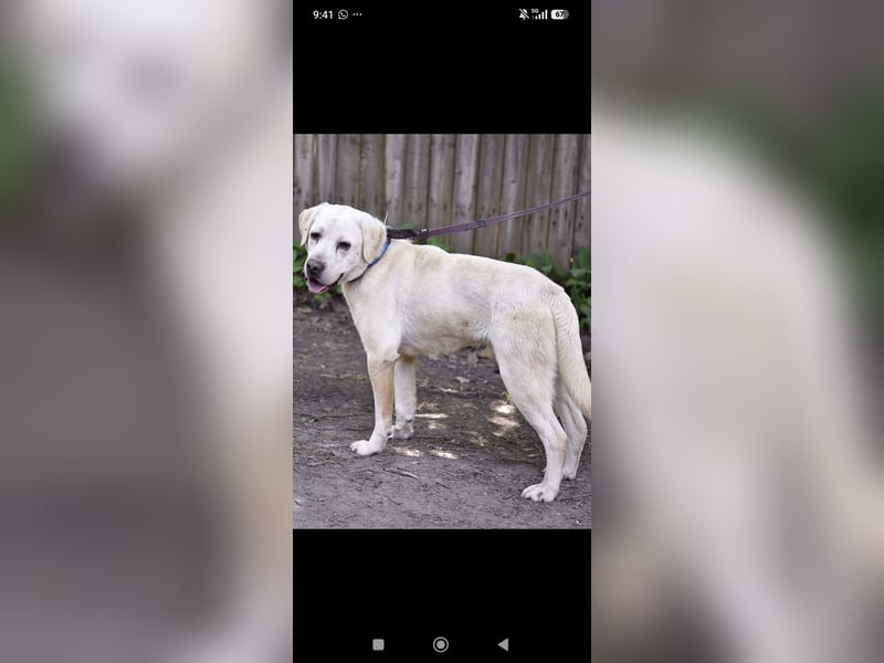 Unser besonderer  Labrador Willy sucht sein Zuhause.