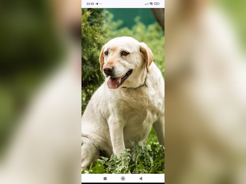 Luna-Labrador Mischling sucht ihr Für -immer -Zuhause ❤️❤️❤️