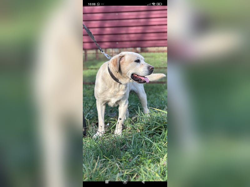 Tim reinrassiger Labrador sucht sein Für -immer -Zuhause ❤️❤️❤️❤️