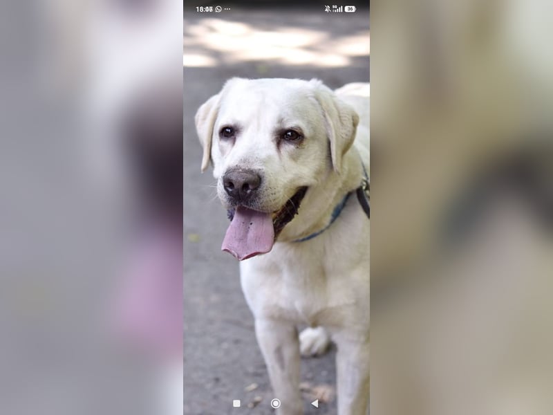 Unser besonderer  Labrador Willy sucht sein Zuhause.