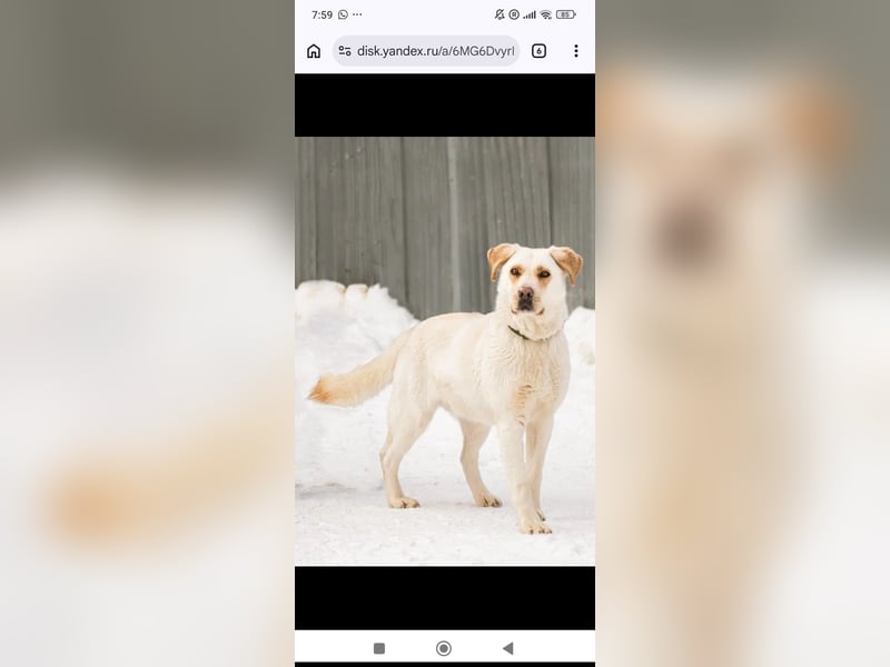 Leona sucht ihr Für -immer -Zuhause ❤️❤️❤️