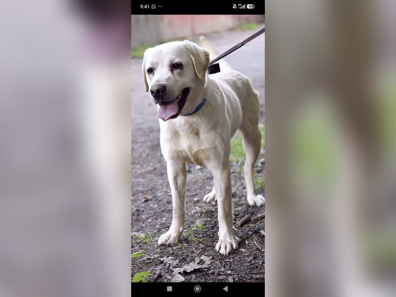 Unser besonderer  Labrador Willy sucht sein Zuhause.