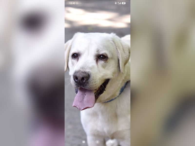 Unser besonderer  Labrador Willy sucht sein Zuhause.