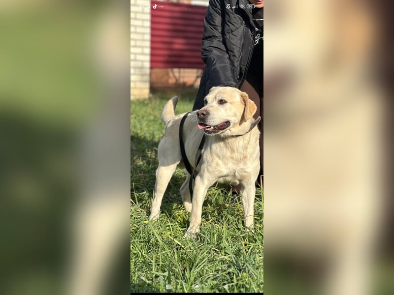 Tim reinrassiger Labrador sucht sein Für -immer -Zuhause ❤️❤️❤️❤️