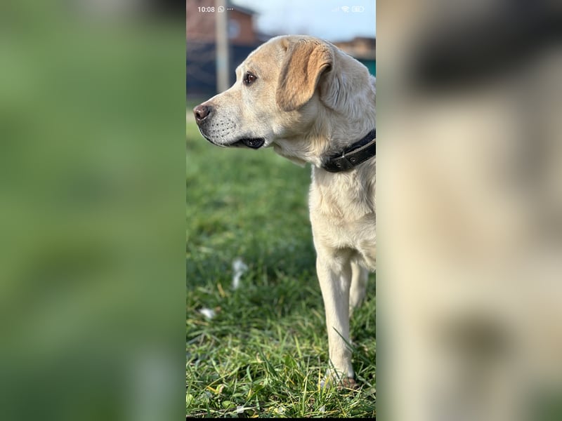 Tim reinrassiger Labrador sucht sein Für -immer -Zuhause ❤️❤️❤️❤️