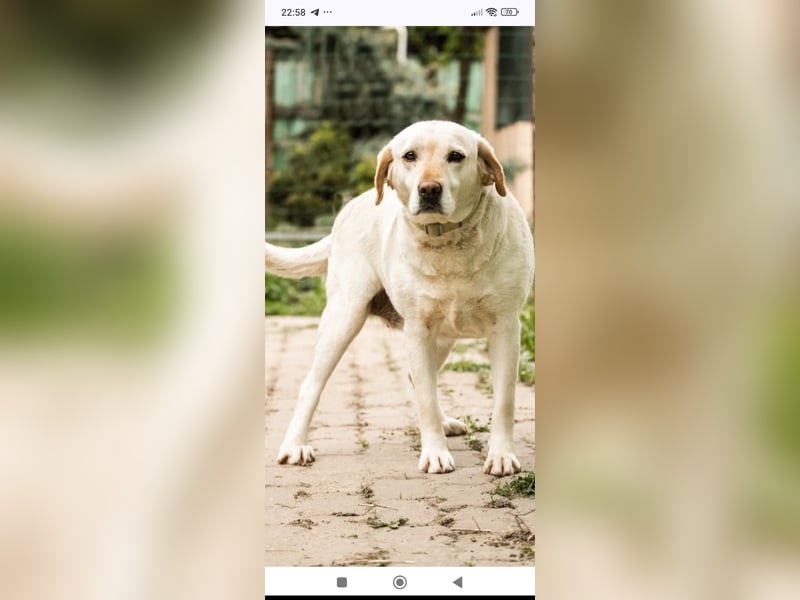 Luna-Labrador Mischling sucht ihr Für -immer -Zuhause ❤️❤️❤️