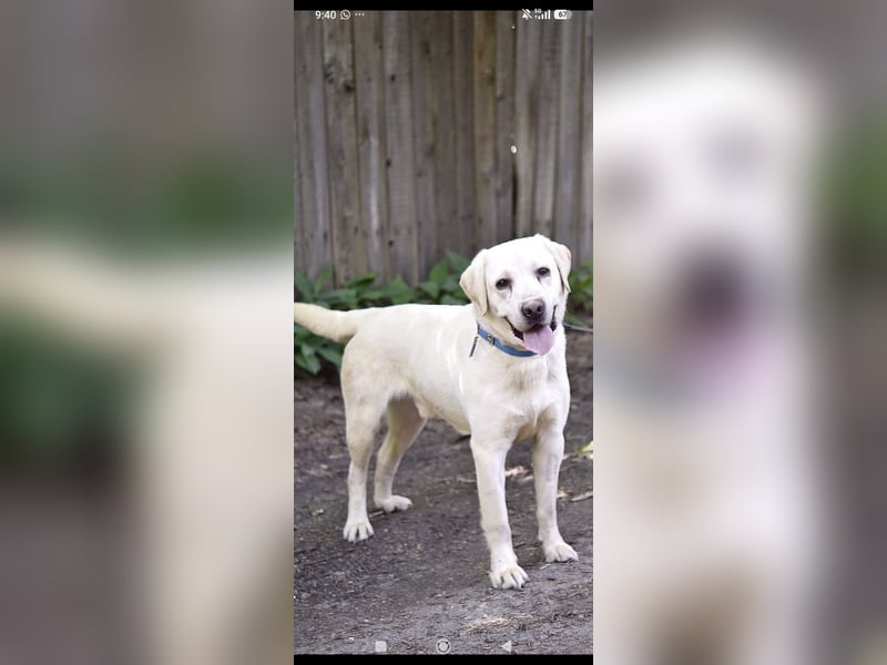 Unser besonderer  Labrador Willy sucht sein Zuhause.