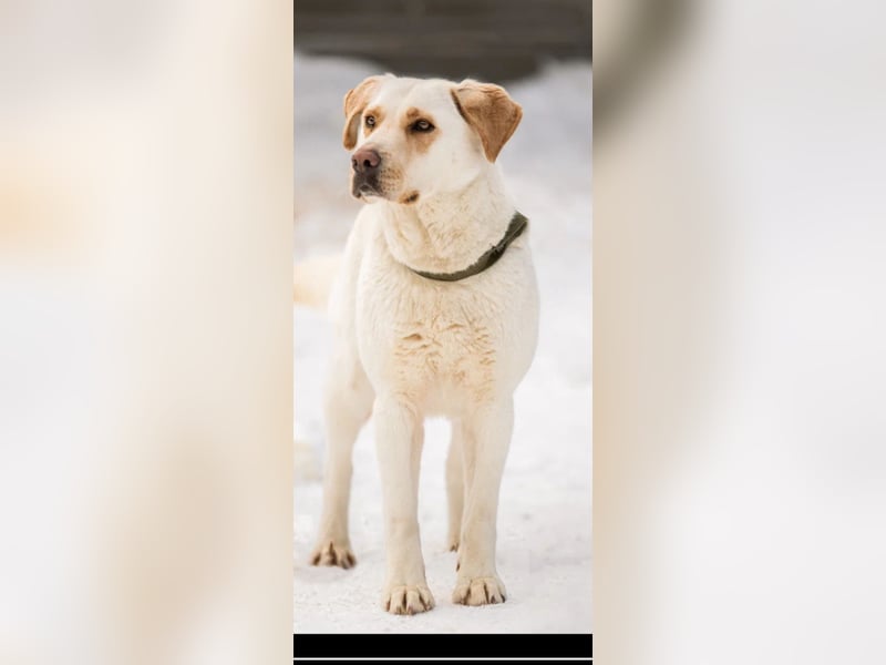 Leona sucht ihr Für -immer -Zuhause ❤️❤️❤️