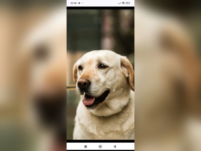 Luna-Labrador Mischling sucht ihr Für -immer -Zuhause ❤️❤️❤️