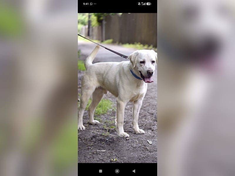 Unser besonderer  Labrador Willy sucht sein Zuhause.