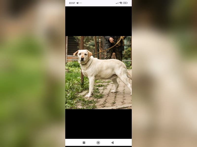 Luna-Labrador Mischling sucht ihr Für -immer -Zuhause ❤️❤️❤️